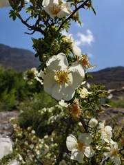 Rosa sericea