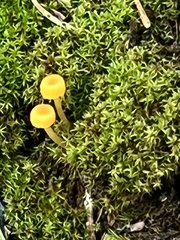 Gloioxanthomyces nitidus