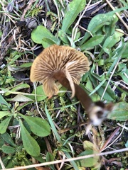 Laccaria bicolor