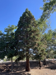 Sequoiadendron giganteum