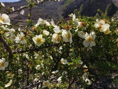 Rosa sericea
