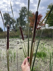 Typha × glauca