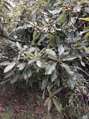 Quercus prinoides