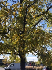 Gleditsia