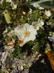 Rosa sericea