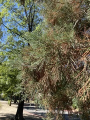 Sequoiadendron giganteum