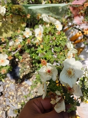 Rosa sericea