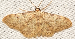 Idaea cervantaria