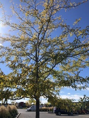 Gleditsia
