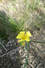 Linum maritimum