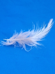 Tachycineta bicolor