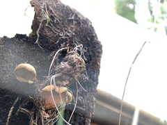 Tapinella panuoides