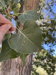 Populus fremontii