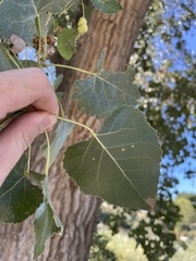 Populus fremontii