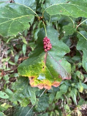 Callirhytis piperoides