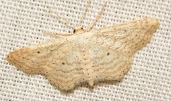 Idaea elongaria