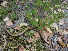 Anguis colchica