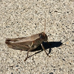 Melanoplus yarrowii