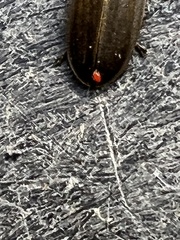 Trombidiformes