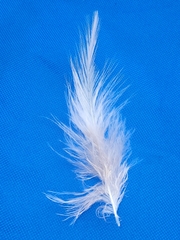 Tachycineta bicolor
