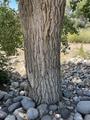 Populus fremontii