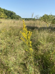 Solidago uliginosa