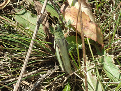 Chorthippus dichrous