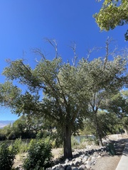 Populus fremontii