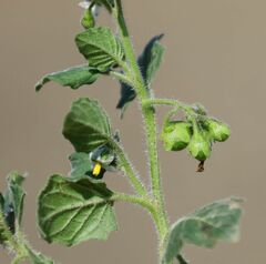 Solanum physalifolium nitidibaccatum