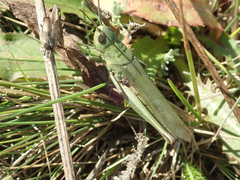 Chorthippus dichrous