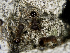 Pristomyrmex punctatus