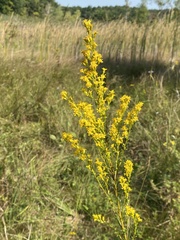Solidago uliginosa