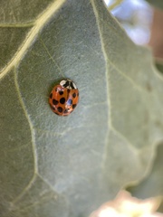 Harmonia axyridis