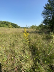 Solidago uliginosa