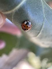 Harmonia axyridis