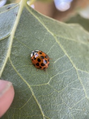 Harmonia axyridis