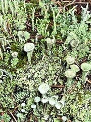 Cladonia chlorophaea