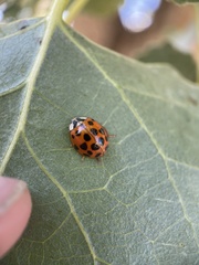 Harmonia axyridis