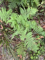 Athyrium filix-femina