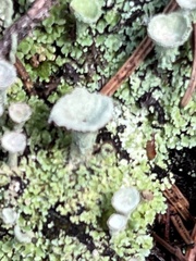 Cladonia chlorophaea