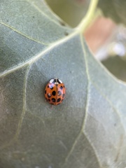 Harmonia axyridis