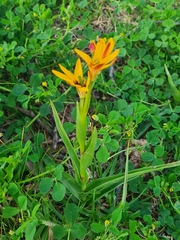 Baeometra uniflora
