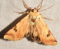 Heliothis peltigera