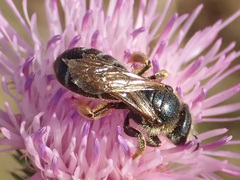 Leuchalictus