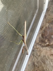 Stagmomantis carolina