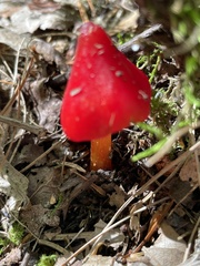 Hygrocybe cuspidata