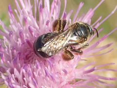 Leuchalictus