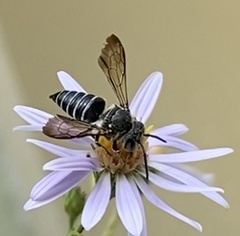 Coelioxys