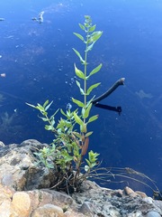 Scutellaria galericulata