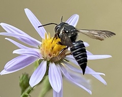 Coelioxys